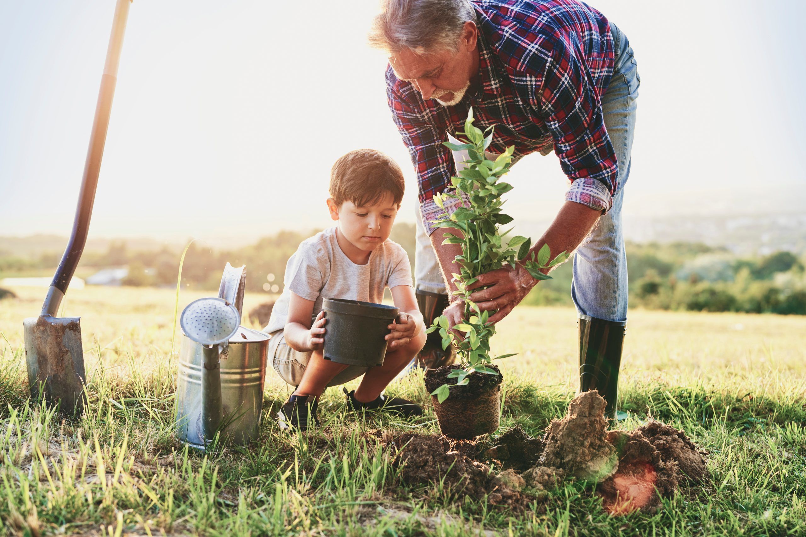 The Best Time to Plant a Tree