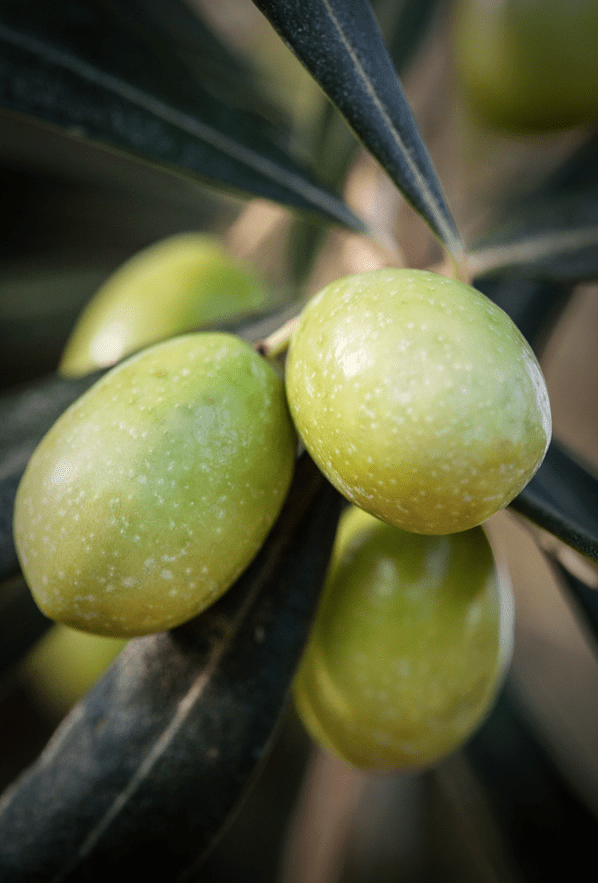 Why is Olive Oil So Good for You?